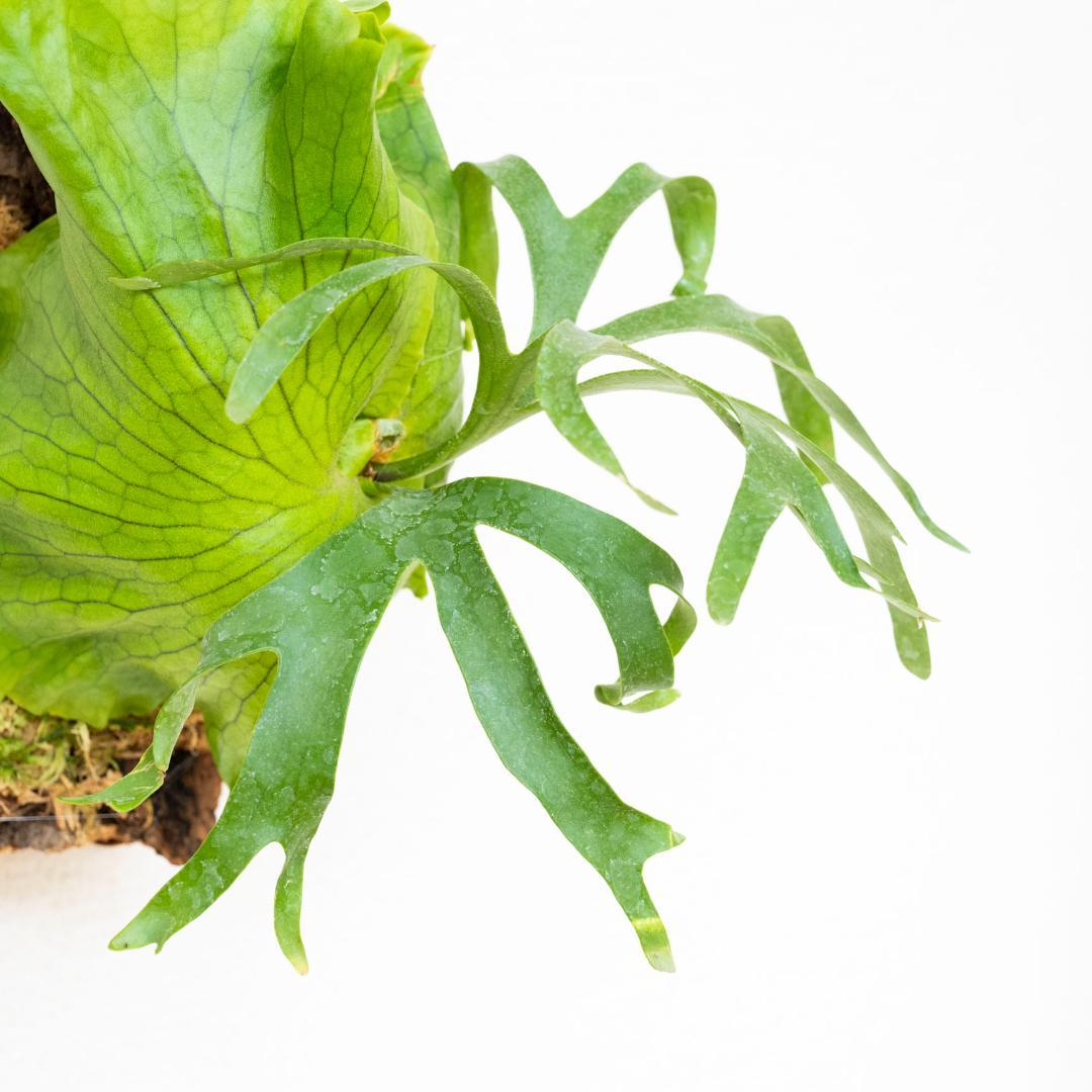 【メルカリ便】ビカクシダ　コロナリウム(フィリピネス) コルク付け3