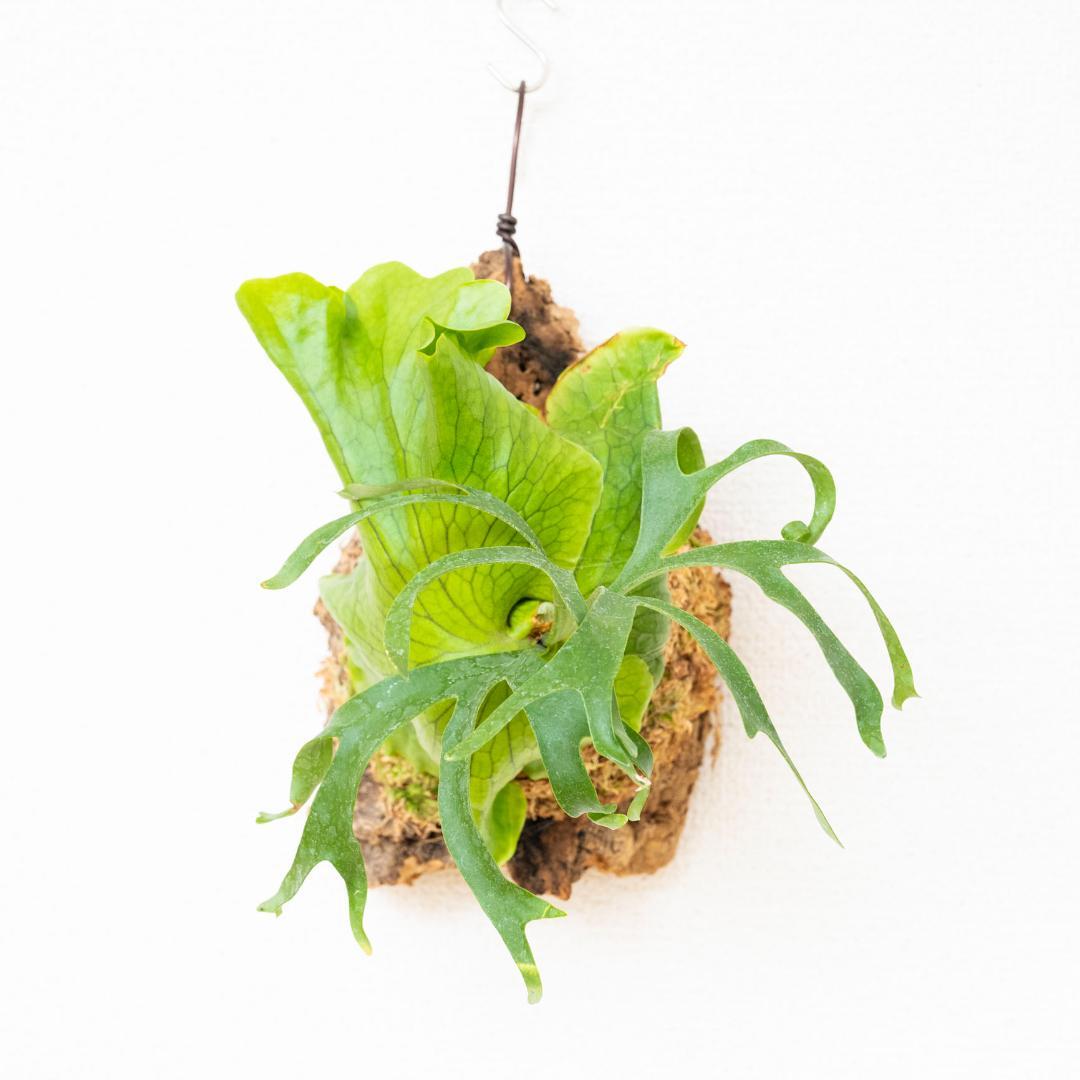 【メルカリ便】ビカクシダ　コロナリウム(フィリピネス) コルク付け3