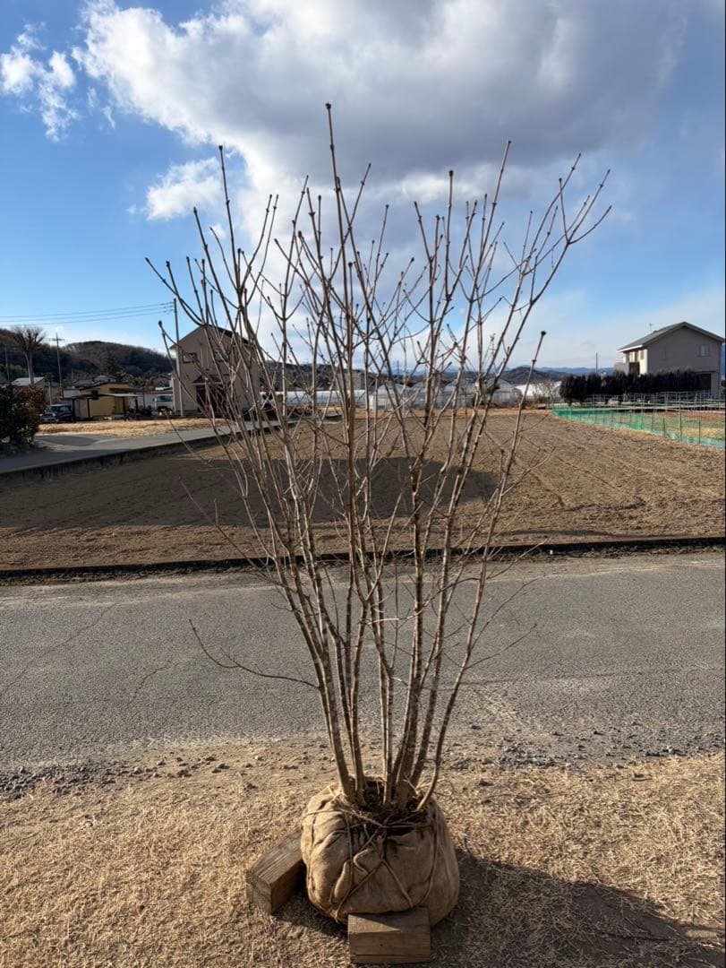 山採り アオダモ 自然樹形 武者立ち 12本立ち