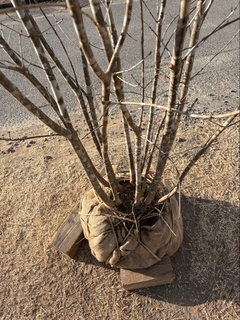 山採り アオダモ 自然樹形 武者立ち 12本立ち