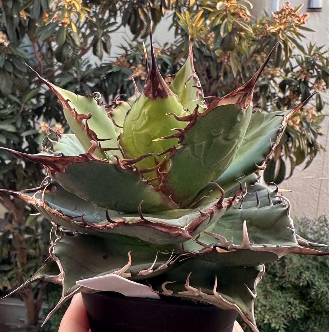 アガベ　チタノタ　鋼絲怪　大株