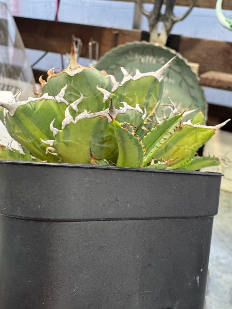 アガベ 厳龍縞斑