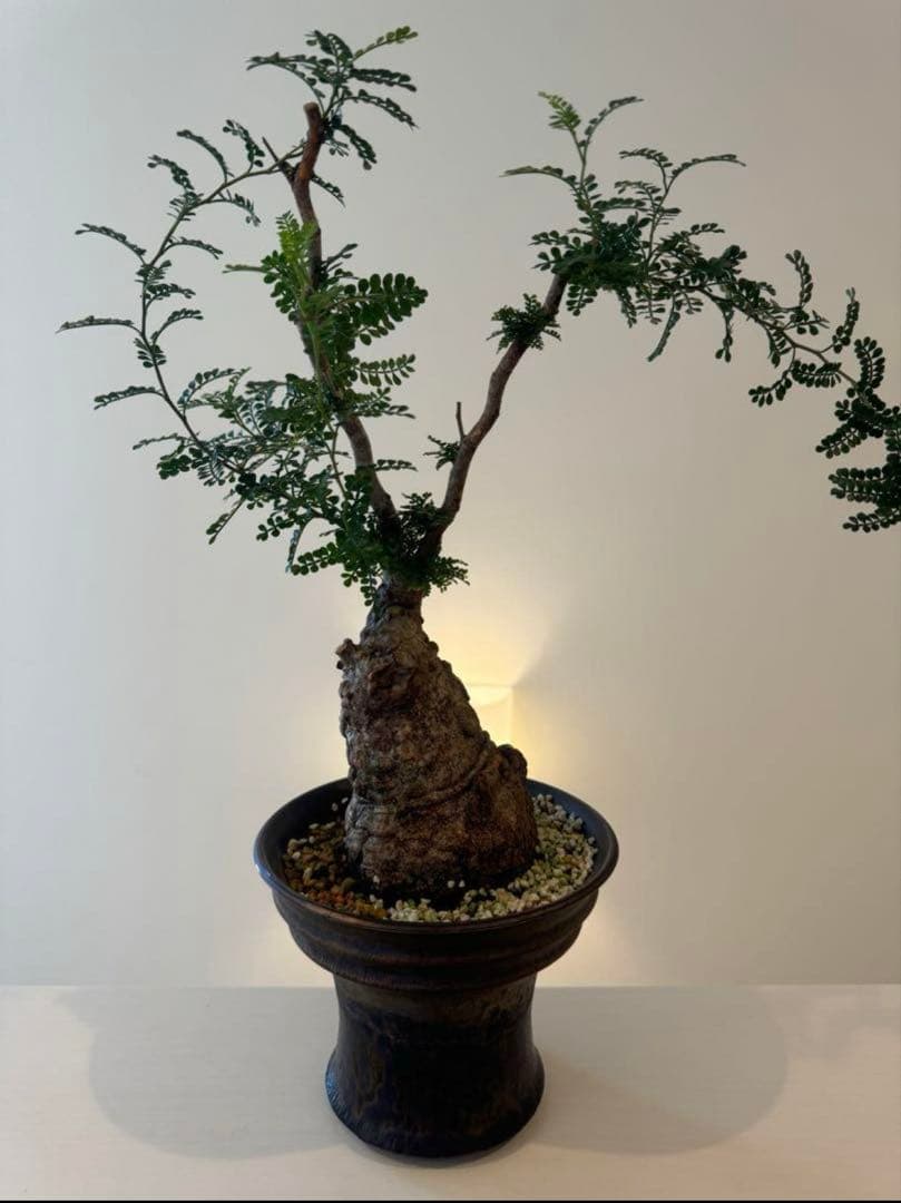 オペルクリカリア パキプス 発根済みです！