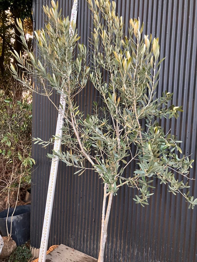 オリーブの木　シプレッシーノ　d