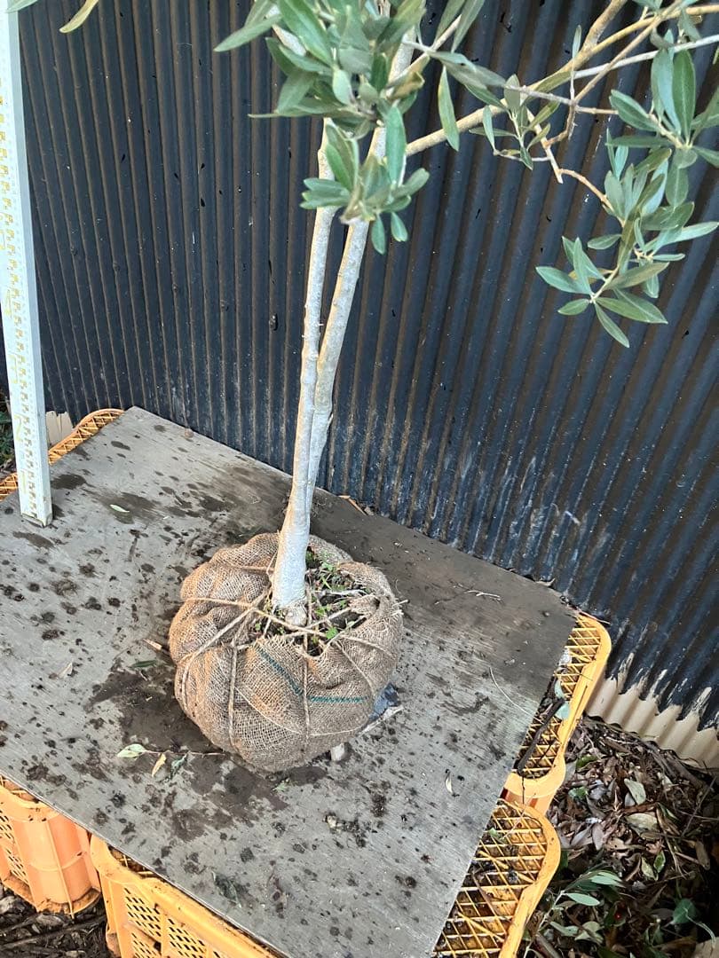 オリーブの木　シプレッシーノ　d