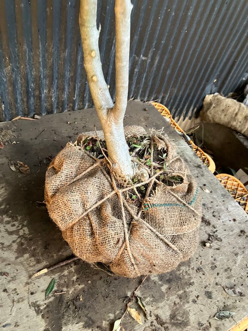 オリーブの木　シプレッシーノ　d