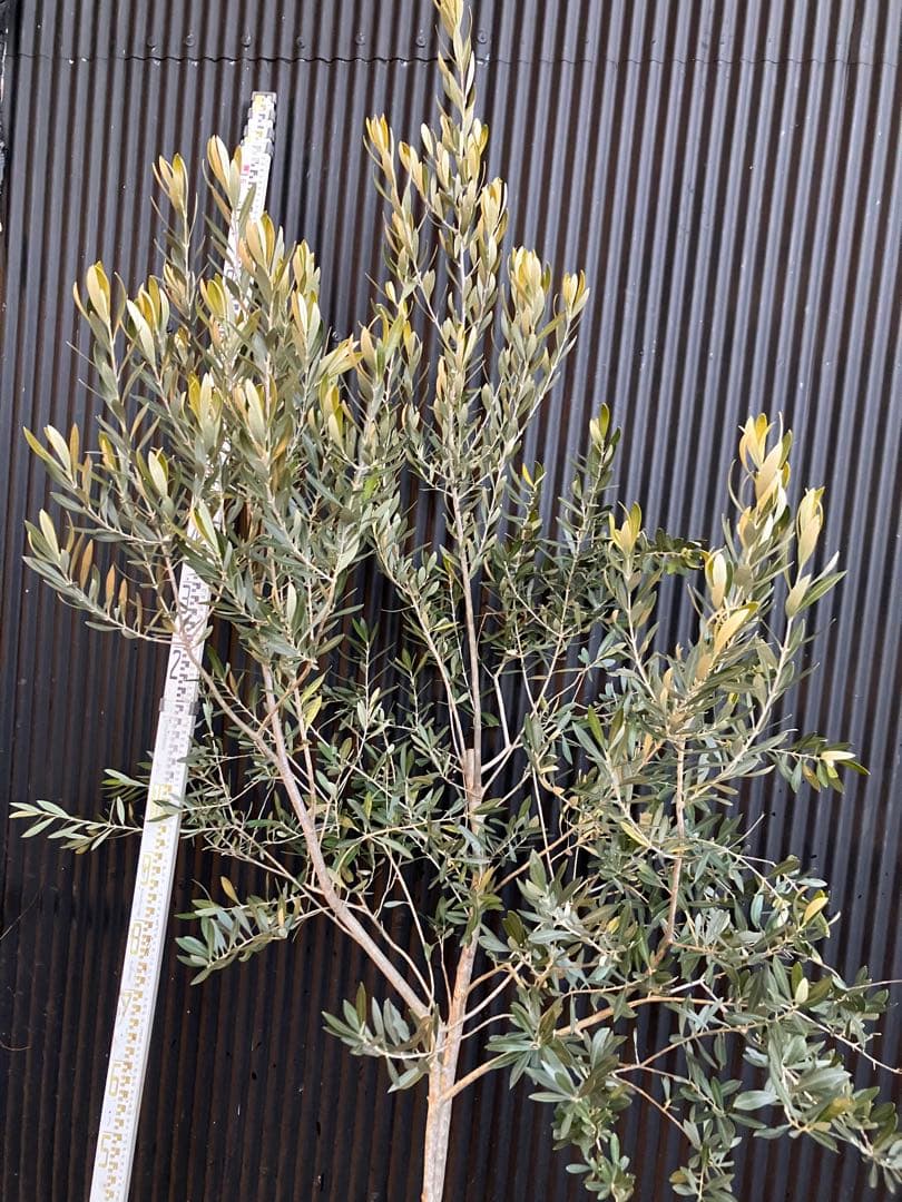 オリーブの木　シプレッシーノ　d