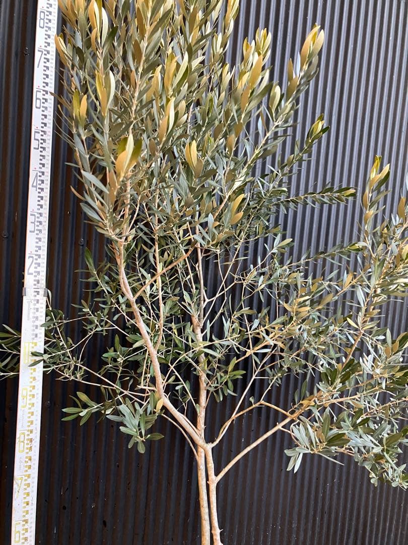 オリーブの木　シプレッシーノ　d