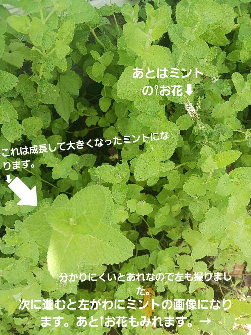 スペアミントと その お花 とちょっと デカ スペアミント