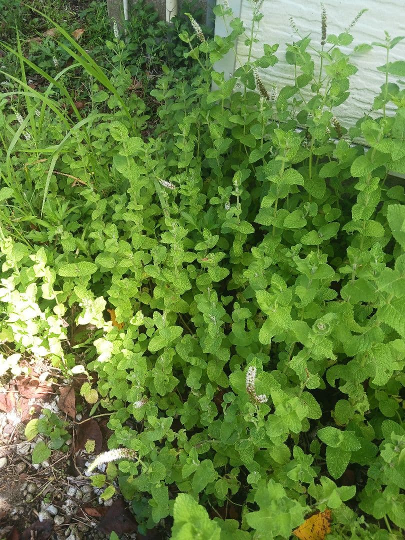 スペアミントと その お花 とちょっと デカ スペアミント