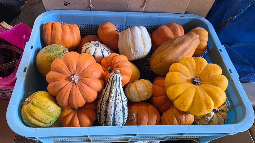 【新鮮収穫】ミニバラさま　150個