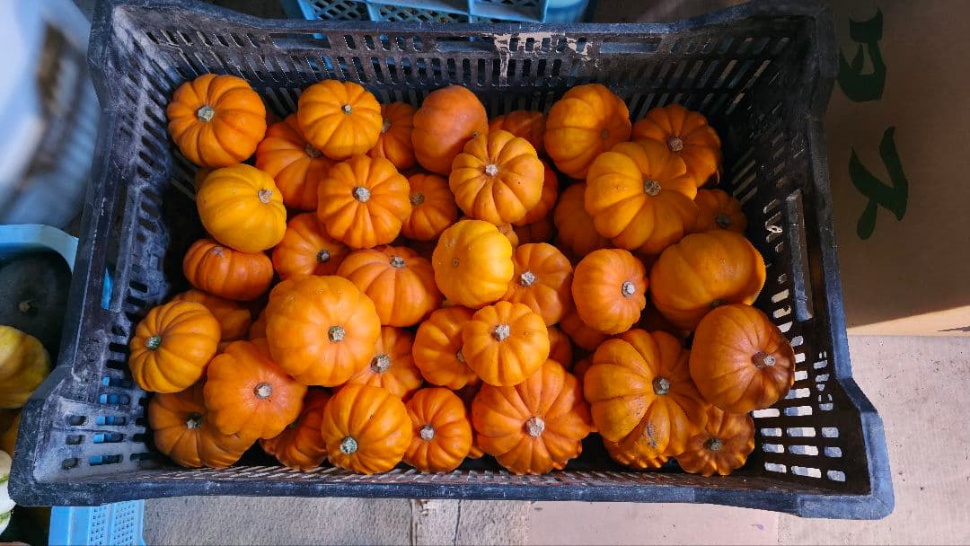 【新鮮収穫】ミニバラさま　150個