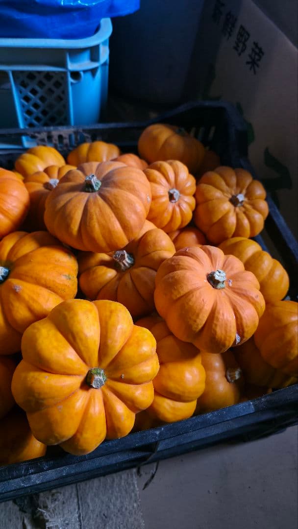 【新鮮収穫】ミニバラさま　150個