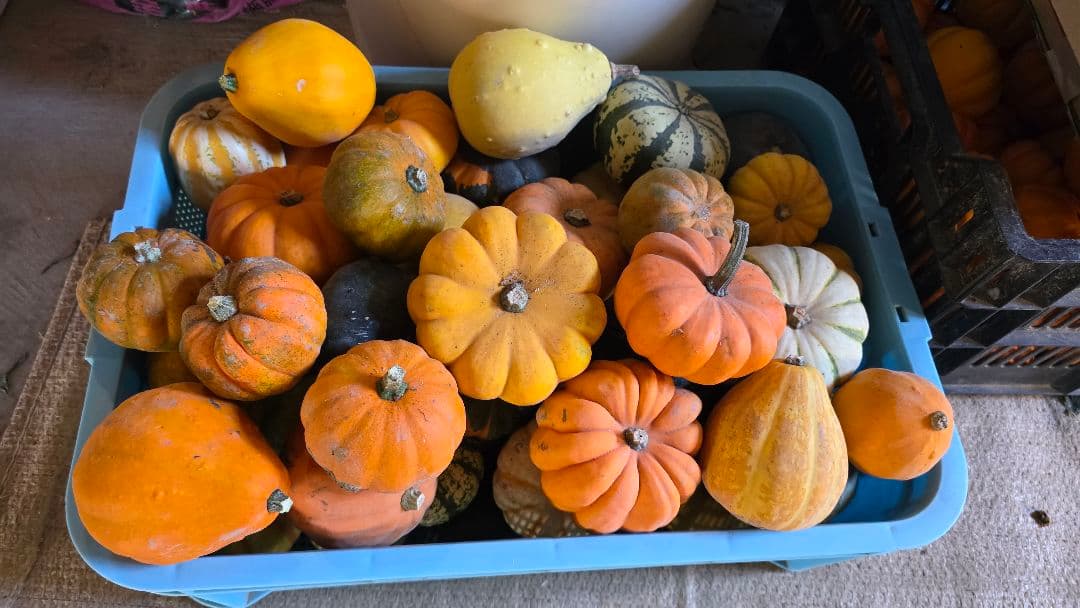 【新鮮収穫】ミニバラさま　150個