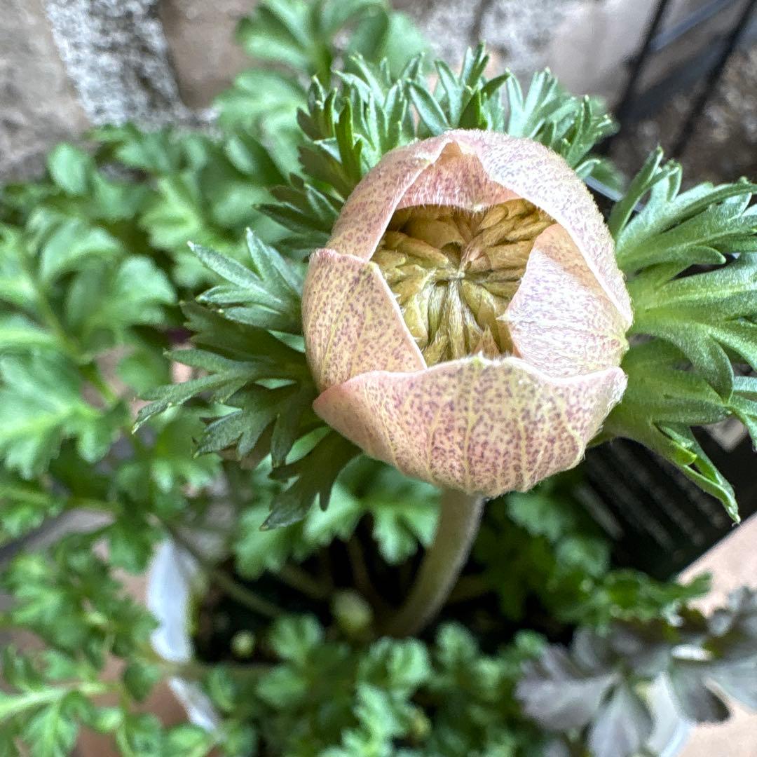 アネモネ八重クラシカル