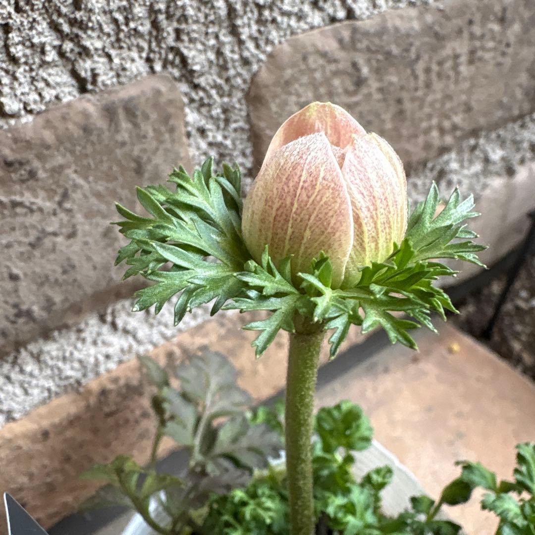 アネモネ八重クラシカル