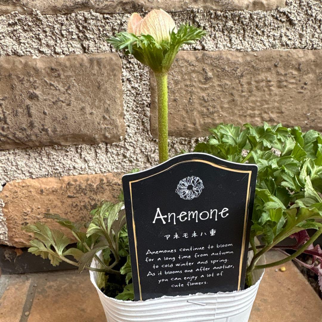 アネモネ八重クラシカル