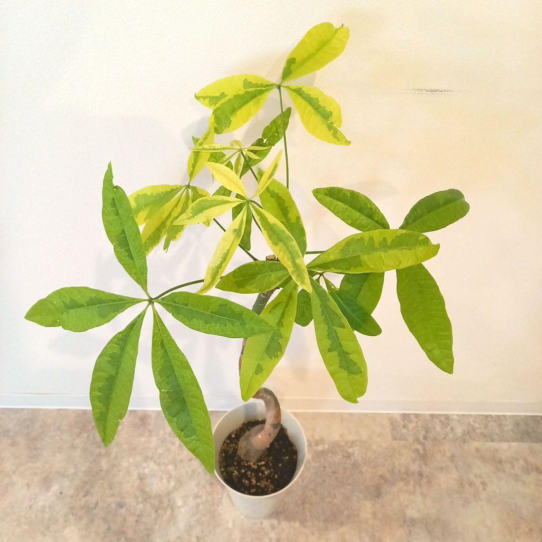 紅*椿様 超絶希少 パキラムーンライト 実生 幹太曲がり 極上斑入り