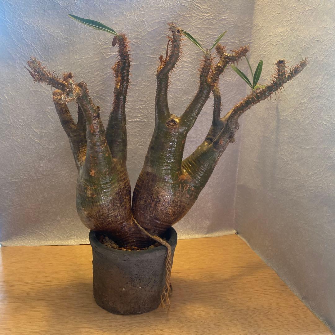 グラキリス多頭 大 現地球