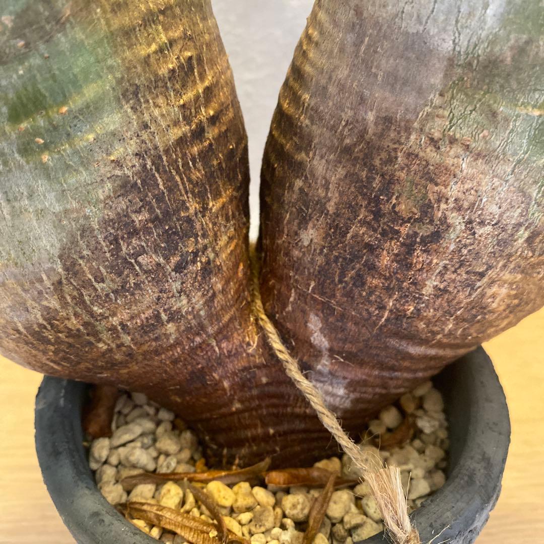 グラキリス多頭 大 現地球