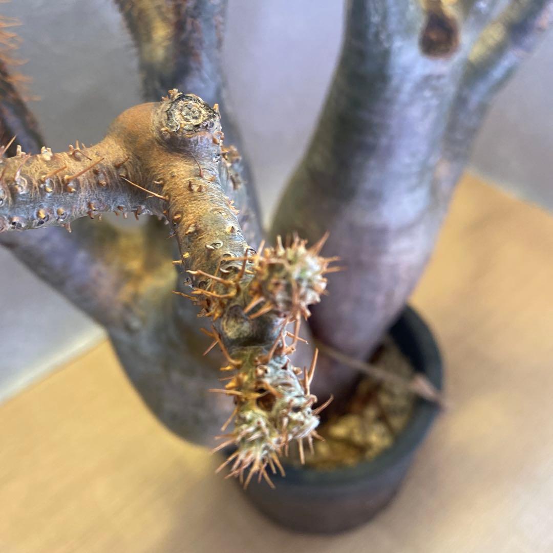 グラキリス多頭 大 現地球