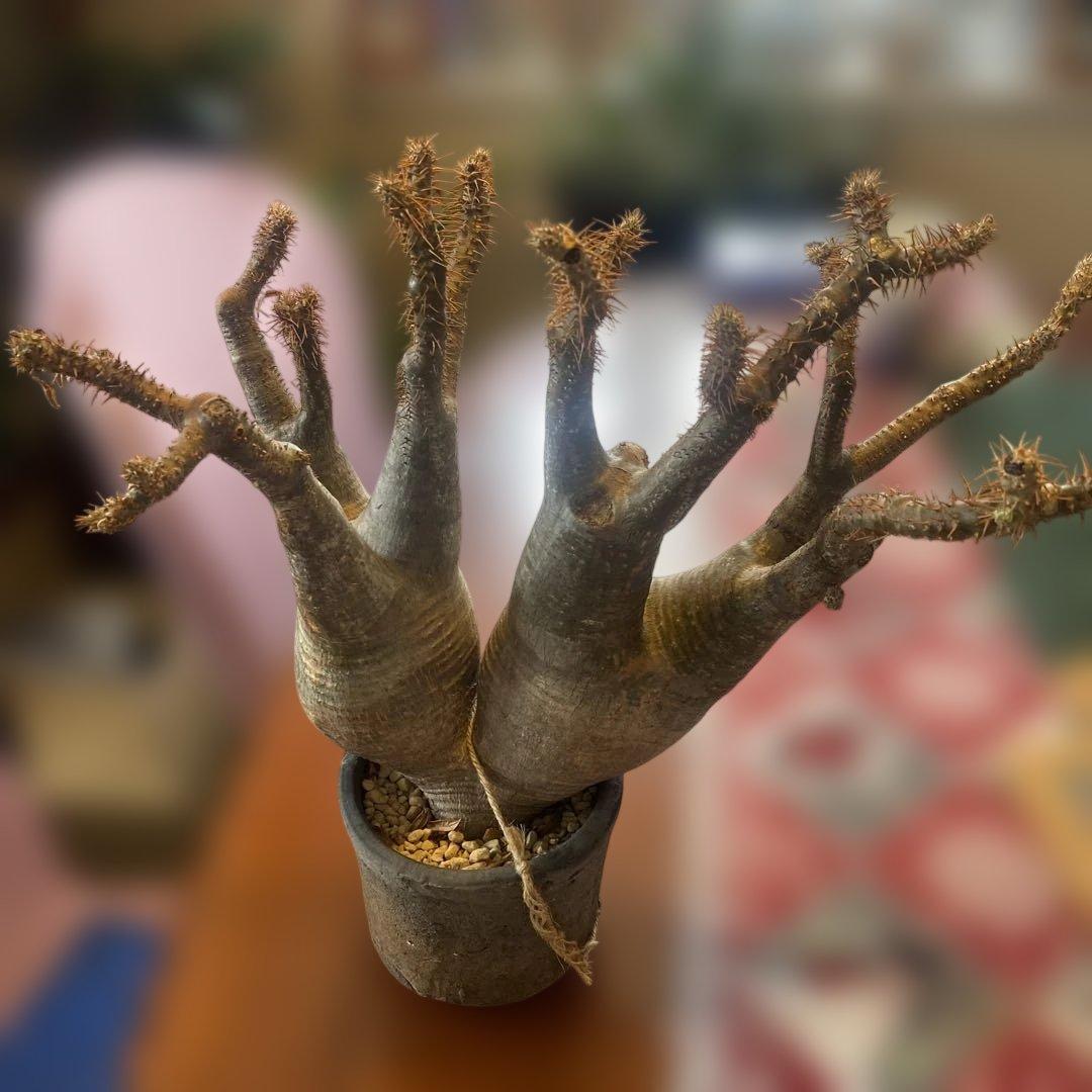 グラキリス多頭 大 現地球