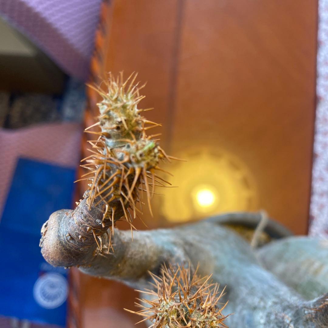 グラキリス多頭 大 現地球