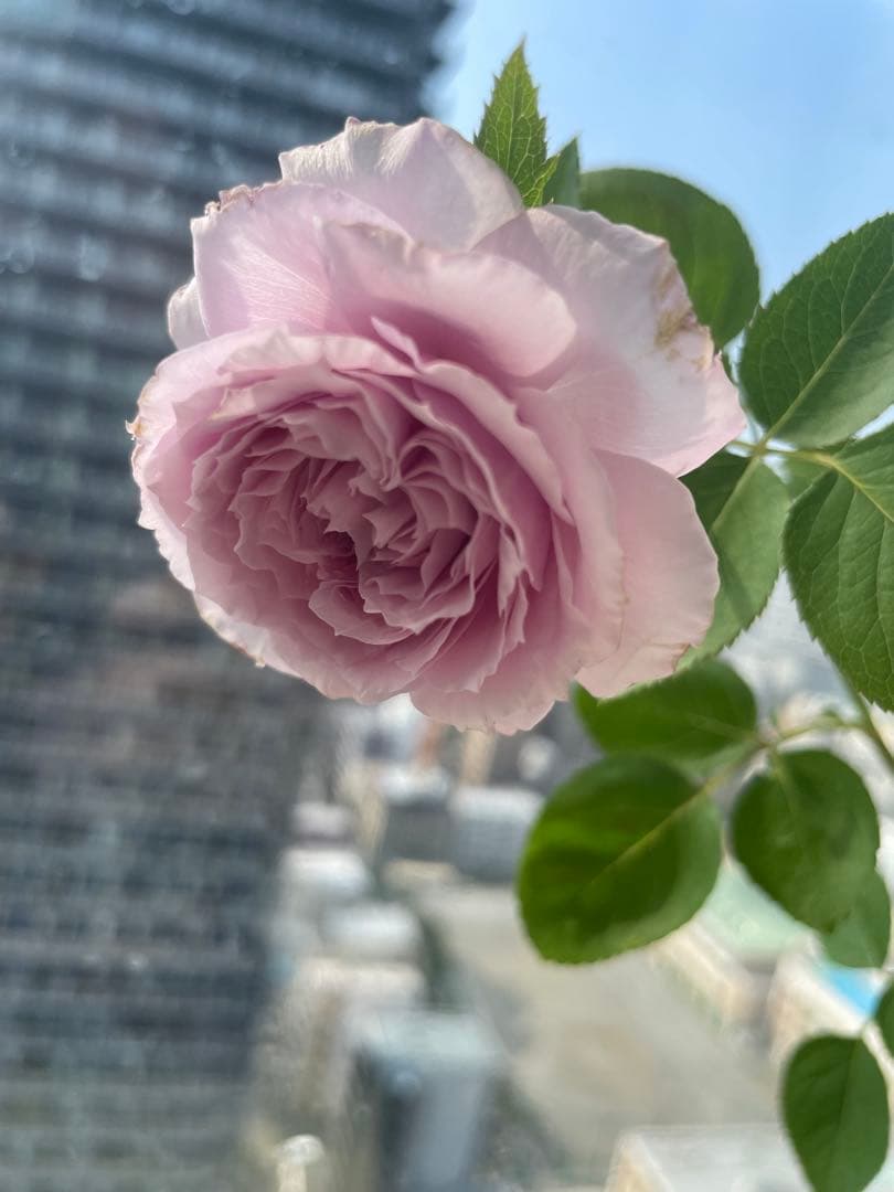 セール❣️そろそろ終了！超強香！新品種のブルー系バラ苗　入手困難！切り花品種三年生