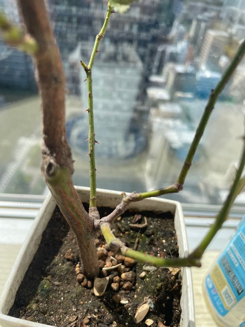 セール❣️そろそろ終了！超強香！新品種のブルー系バラ苗　入手困難！切り花品種三年生