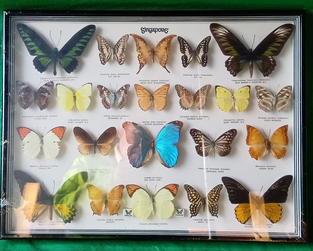 シンガポール 蝶標本 壁掛け用