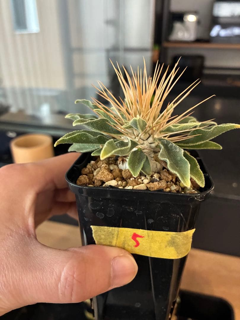 国内実生 パキポディウム ナマクアナム 光堂 ⑤