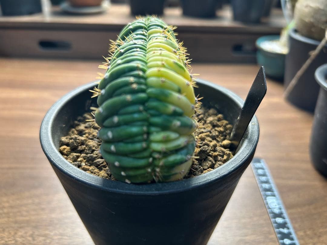 綴化コレクションセット　セレウス　ギムカリ　スザンナエ