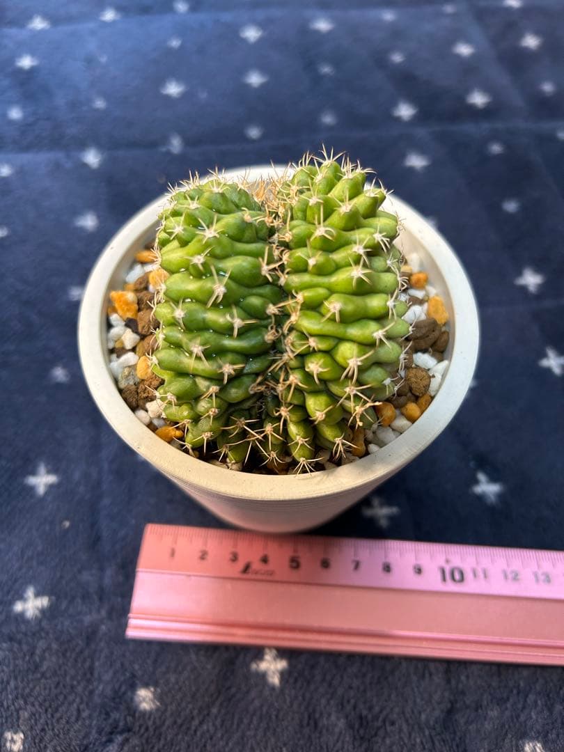 綴化コレクションセット　セレウス　ギムカリ　スザンナエ