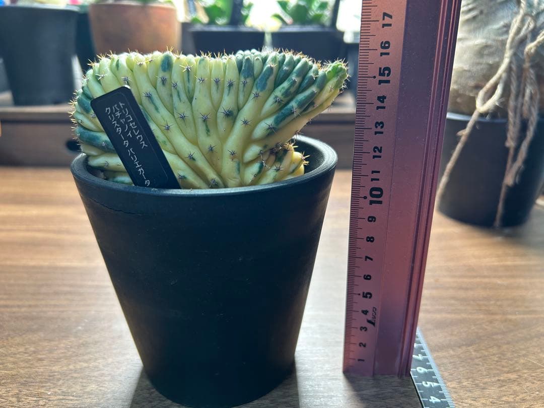 綴化コレクションセット　セレウス　ギムカリ　スザンナエ