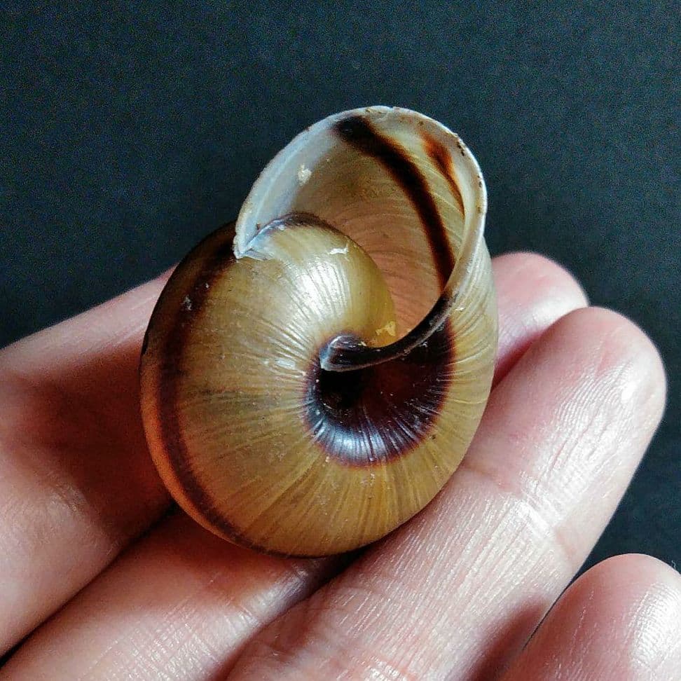 骨格　標本　カタツムリ　殻　美品　３５mm