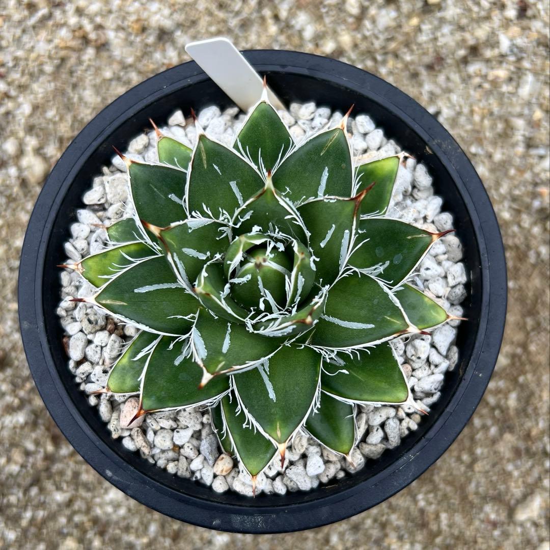 アガべ　王妃笹の雪　A型　活着