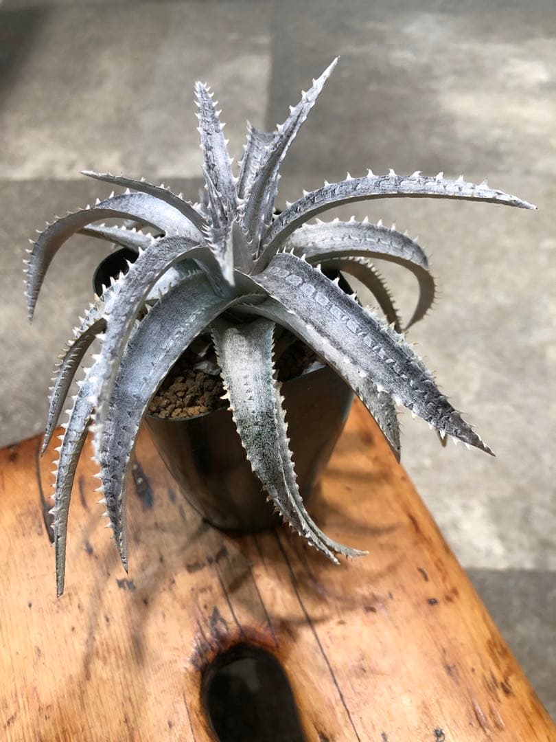 ディッキア・スノーボール