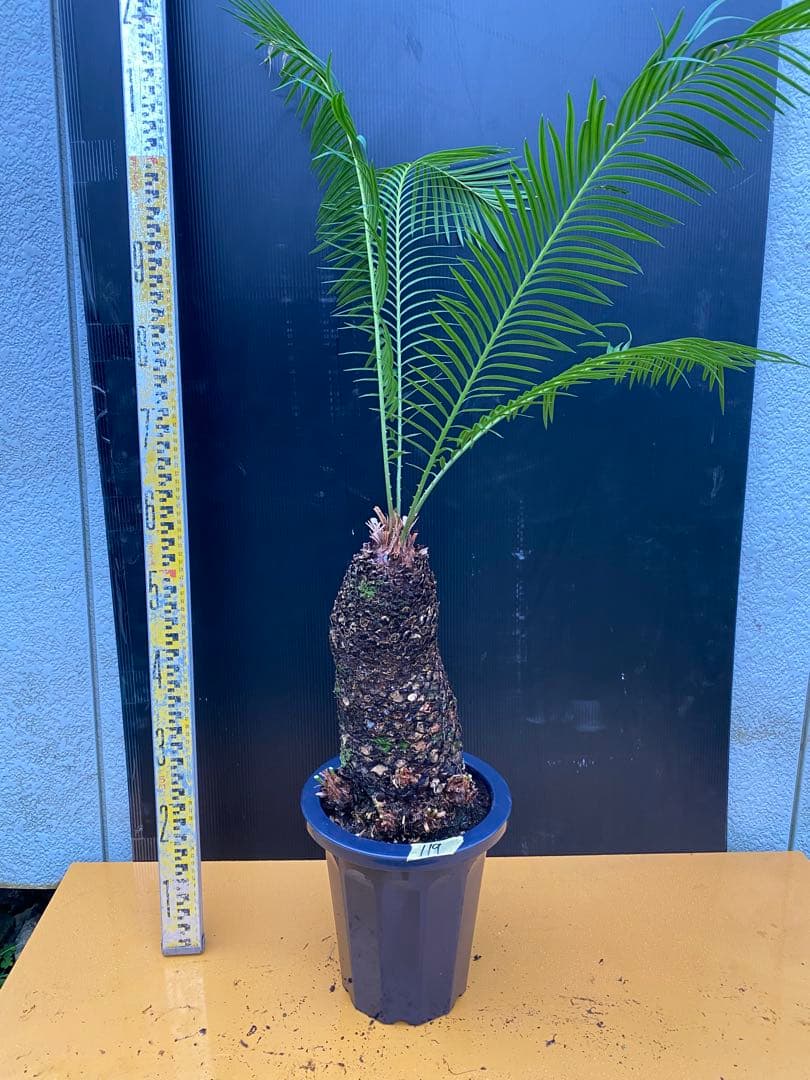 おすすめ！ソテツ　蘇鉄　8号鉢 119