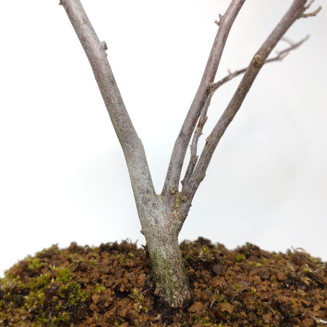 寒樹エゴノキ盆栽 SS016