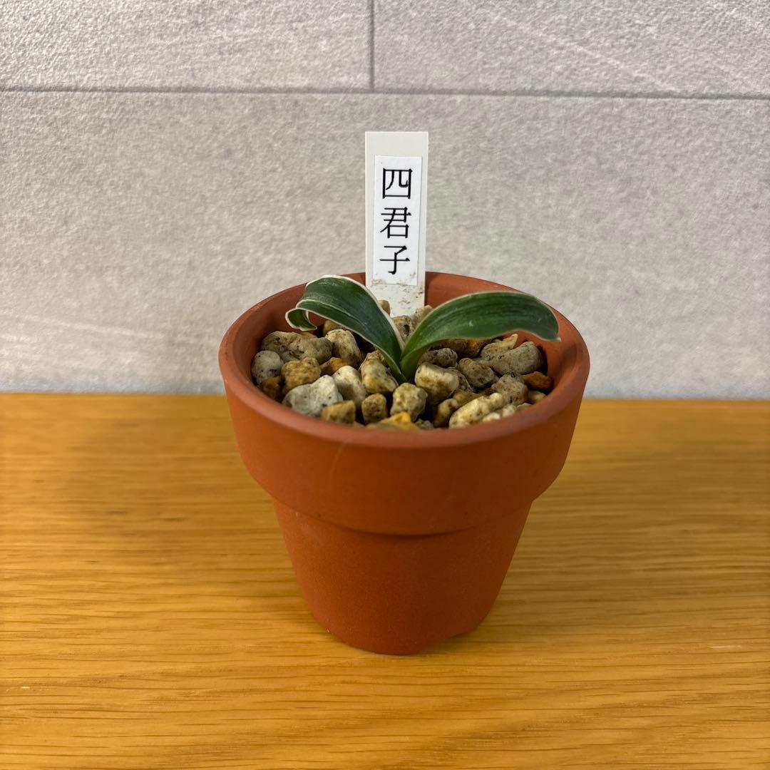 万年青　四君子　割り子　獅子系　最高位貴品