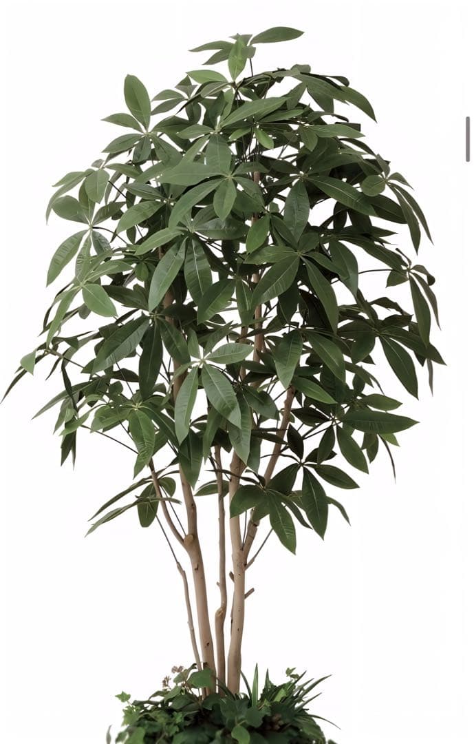 光触媒　人工観葉植物　フェイクグリーン　パキラ（植栽付） 高さ 1.8ｍ