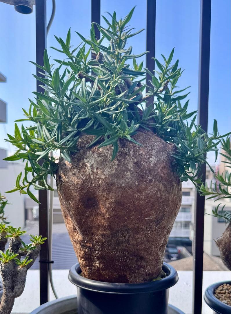 パキポディウム ビスピノーサム　巨大　発根済み