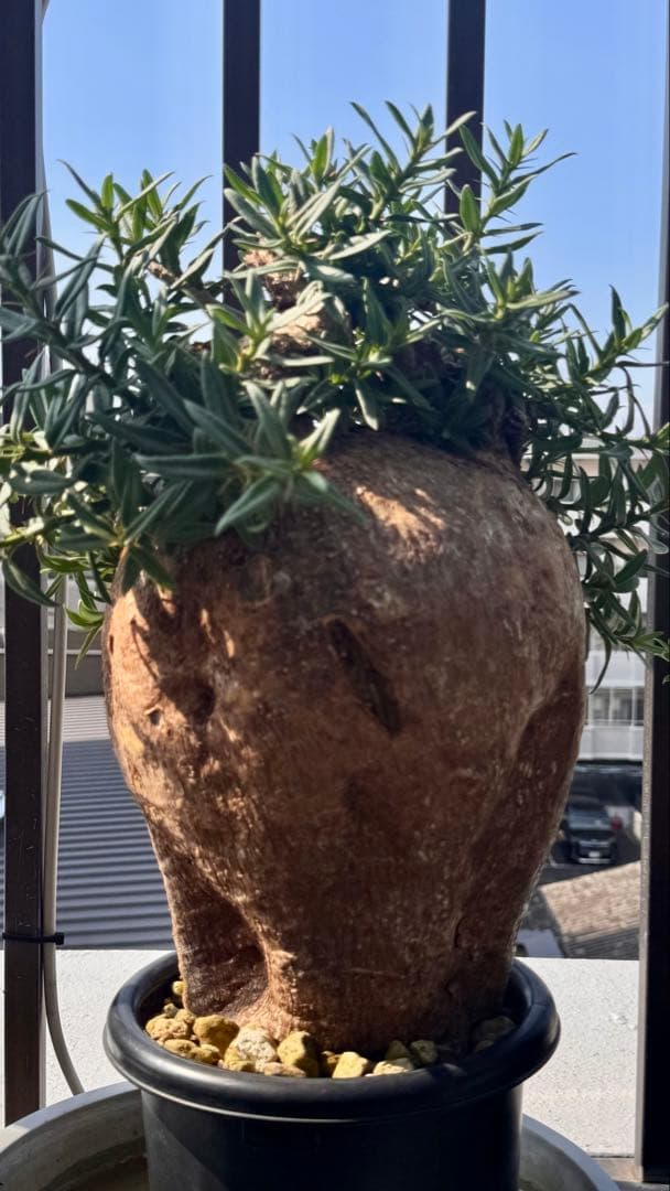 パキポディウム ビスピノーサム　巨大　発根済み