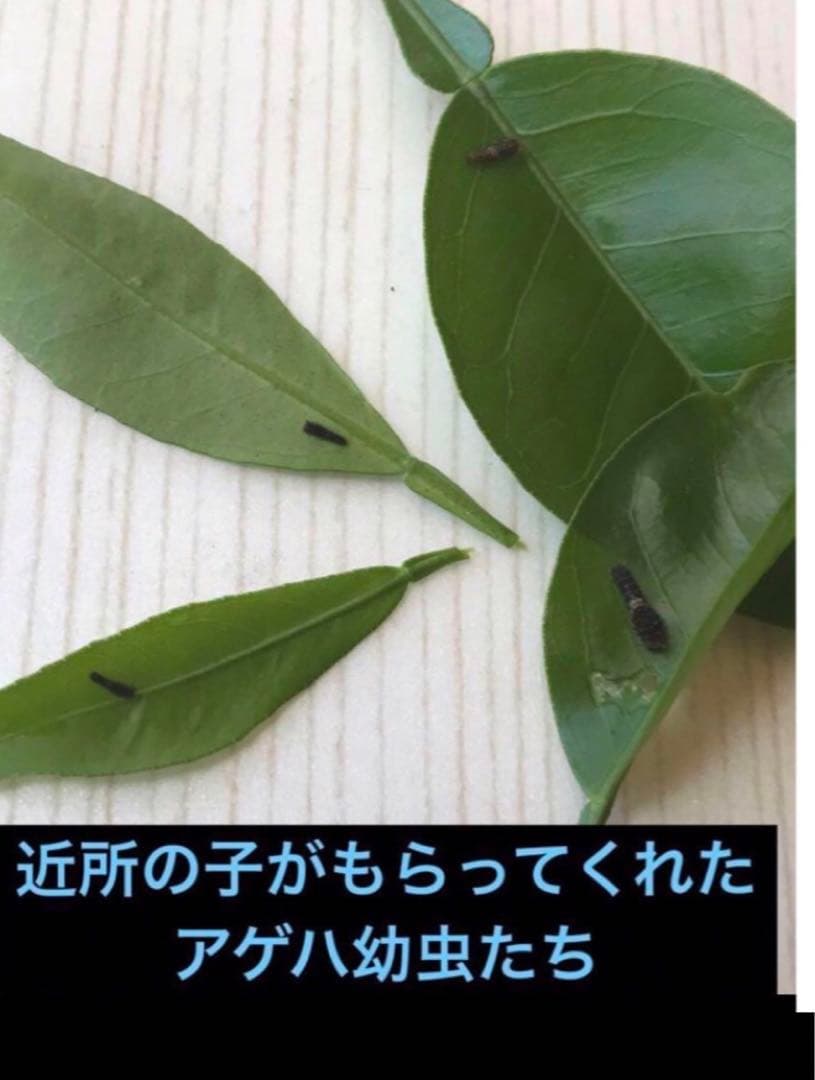 注文用ページ、アゲハ幼虫餌、枝付き(長く日持ちが良い)葉、ランダム、春の一番新芽