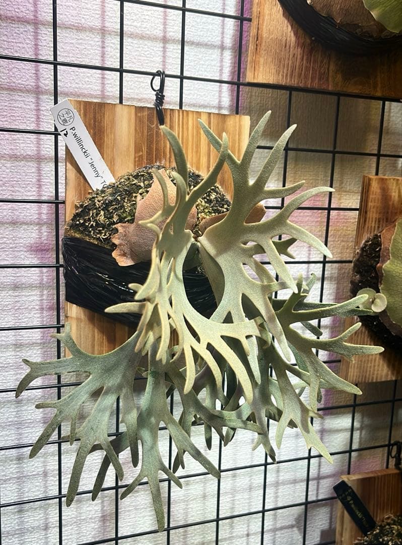 Jenny TC 中株　ビカクシダ　観葉植物