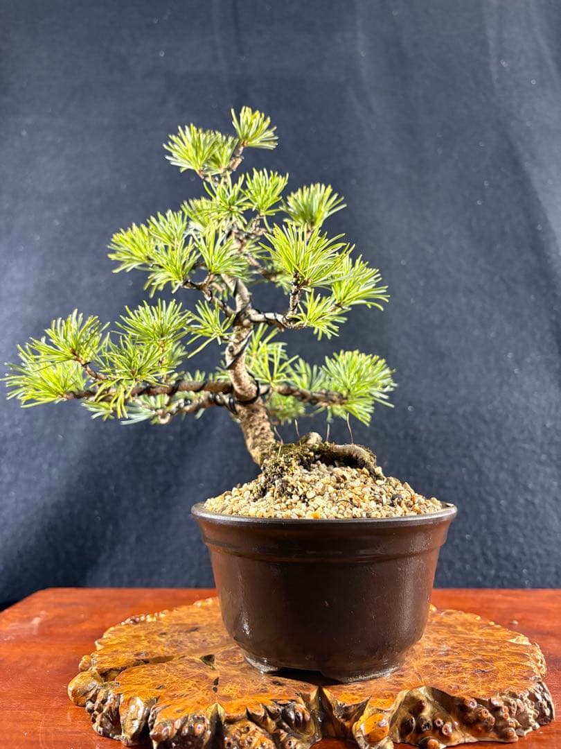 小品盆栽、赤石五葉松、懸崖模様木 目立った傷や汚れなし