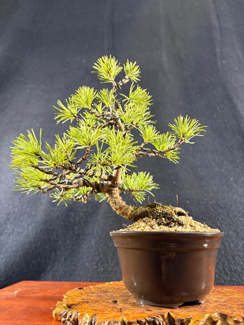 小品盆栽、赤石五葉松、懸崖模様木 目立った傷や汚れなし