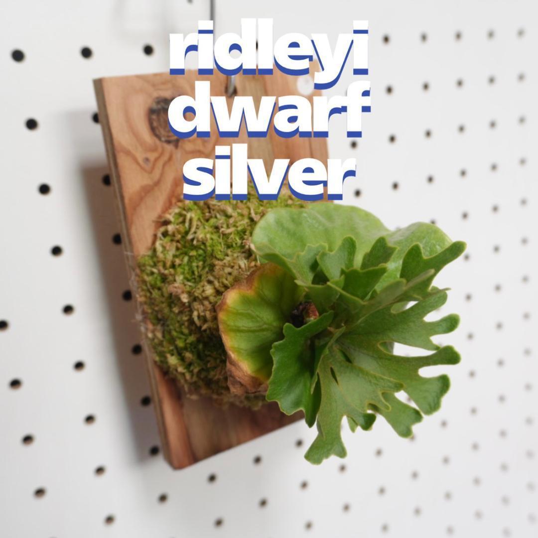 ビカクシダ リドレイ ドワーフ シルバー 小株　R-1