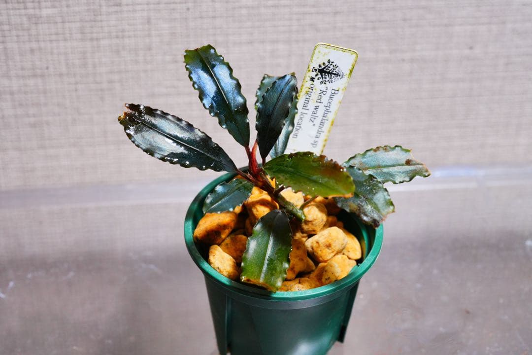 その他観葉植物 Bucephalandra sp.\