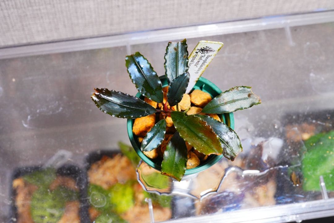 その他観葉植物 Bucephalandra sp.\"Red waltz\"